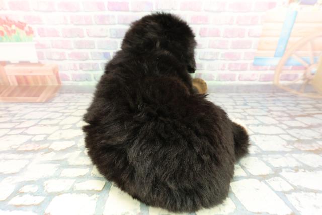 埼玉県のバーニーズマウンテンドッグ (Coo&RIKU川越店/2026年2月10日生まれ/男の子/ブラックラストホワイト)の子犬の4枚目の画像