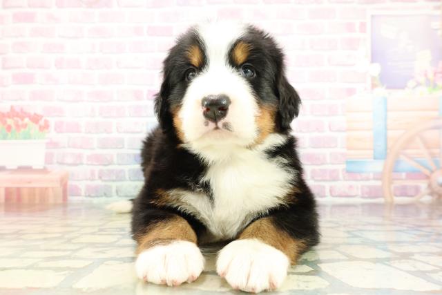 神奈川県のバーニーズマウンテンドッグ (Coo&RIKU相模原店/2026年2月10日生まれ/男の子/ブラックラストホワイト)の子犬