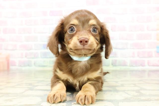 北海道のチワックス(チワワ×ダックス) (Coo&RIKU札幌西店/2026年2月6日生まれ/男の子/チョコレートタン)の子犬