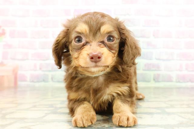 北海道のチワックス(チワワ×ダックス) (Coo&RIKU帯広店/2026年2月6日生まれ/男の子/チョコレートタン)の子犬