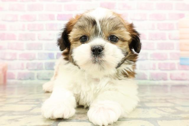 東京都のマルズー/マルシーズ(マルチーズ×シーズー) (Coo&RIKUフレスポ住吉店/2026年2月8日生まれ/男の子/ゴールドホワイト)の子犬