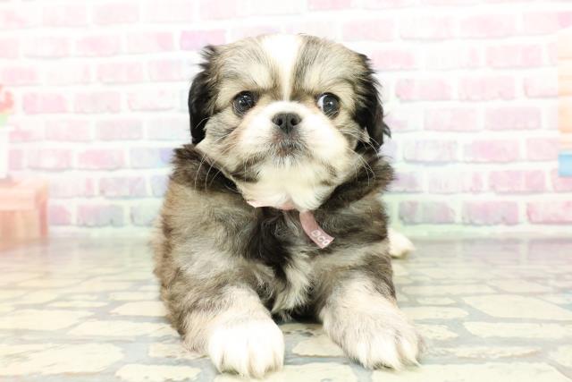 北海道のチワペキ/ペキチー/ペキチワ(チワワ×ペキニーズ) (Coo&RIKU北見店/2026年2月10日生まれ/女の子/セーブルホワイト)の子犬の1枚目の画像