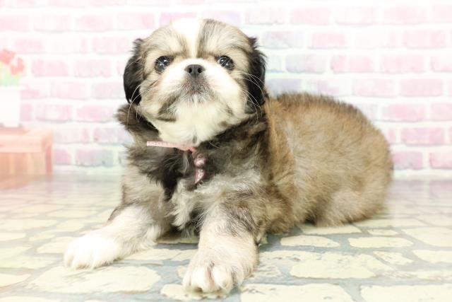 北海道のチワペキ/ペキチー/ペキチワ(チワワ×ペキニーズ) (Coo&RIKU北見店/2026年2月10日生まれ/女の子/セーブルホワイト)の子犬の2枚目の画像