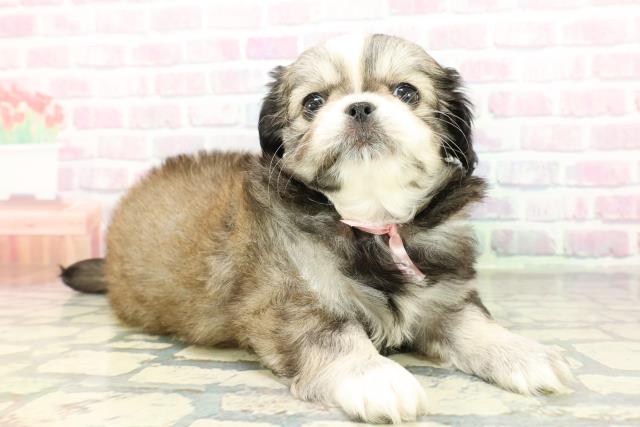 北海道のチワペキ/ペキチー/ペキチワ(チワワ×ペキニーズ) (Coo&RIKU北見店/2026年2月10日生まれ/女の子/セーブルホワイト)の子犬の3枚目の画像