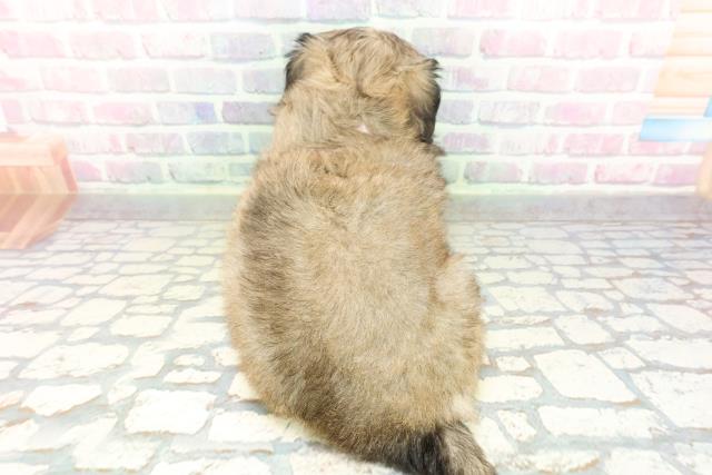 北海道のチワペキ/ペキチー/ペキチワ(チワワ×ペキニーズ) (Coo&RIKU北見店/2026年2月10日生まれ/女の子/セーブルホワイト)の子犬の4枚目の画像