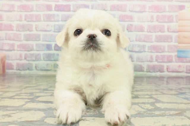 東京都のチワペキ/ペキチー/ペキチワ(チワワ×ペキニーズ) (Coo&RIKU三軒茶屋店/2026年2月10日生まれ/女の子/クリームホワイト)の子犬