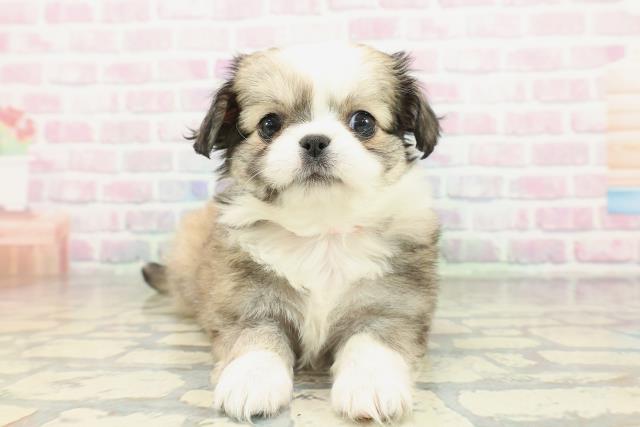 東京都のチワペキ/ペキチー/ペキチワ(チワワ×ペキニーズ) (Coo&RIKU阿佐ヶ谷店/2026年2月10日生まれ/女の子/セーブルホワイト)の子犬の1枚目の画像