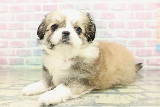 東京都のチワペキ/ペキチー/ペキチワ(チワワ×ペキニーズ) (Coo&RIKU阿佐ヶ谷店/2026年2月10日生まれ/女の子/セーブルホワイト)の子犬の2枚目の画像