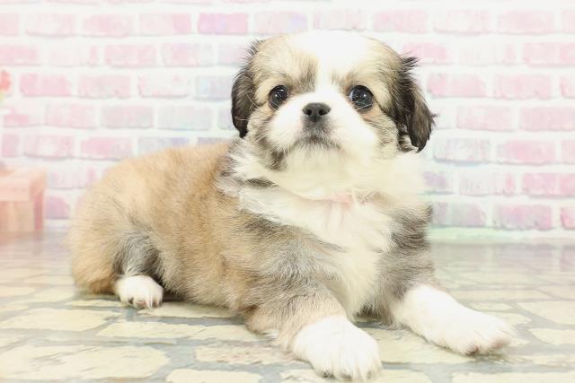 東京都のチワペキ/ペキチー/ペキチワ(チワワ×ペキニーズ) (Coo&RIKU阿佐ヶ谷店/2026年2月10日生まれ/女の子/セーブルホワイト)の子犬の3枚目の画像