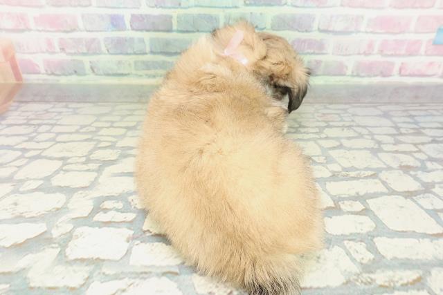 東京都のチワペキ/ペキチー/ペキチワ(チワワ×ペキニーズ) (Coo&RIKU阿佐ヶ谷店/2026年2月10日生まれ/女の子/セーブルホワイト)の子犬の4枚目の画像