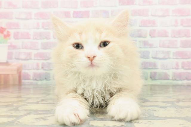 沖縄県のミヌエット (Coo&RIKU沖縄浦添店/2026年2月9日生まれ/男の子/クリームタビーホワイト)の子猫