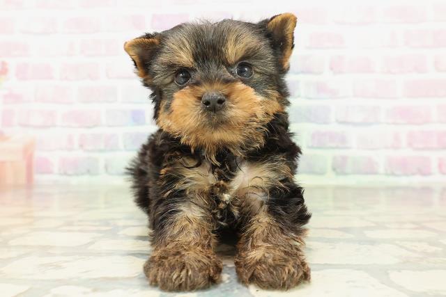 茨城県のヨークシャーテリア (Coo&RIKU日立店/2026年2月9日生まれ/男の子/スチールブルータン)の子犬の1枚目の画像