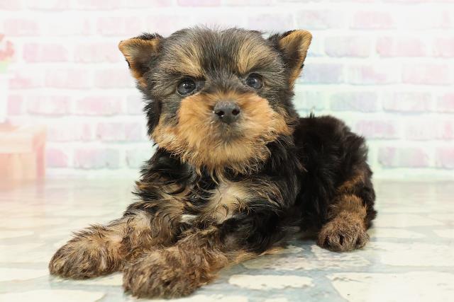 茨城県のヨークシャーテリア (Coo&RIKU日立店/2026年2月9日生まれ/男の子/スチールブルータン)の子犬の2枚目の画像