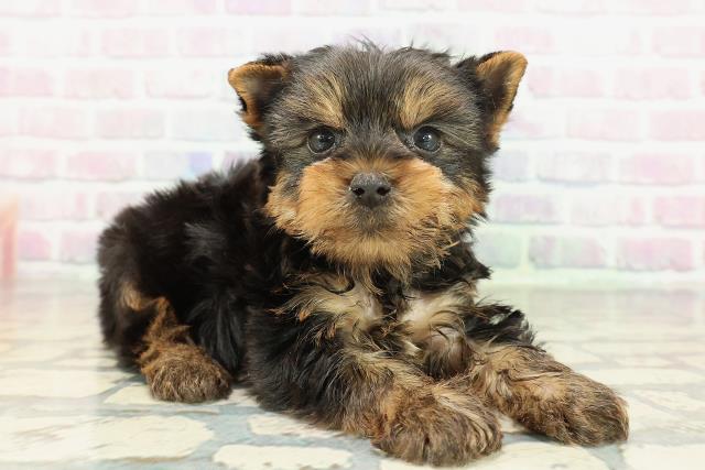 茨城県のヨークシャーテリア (Coo&RIKU日立店/2026年2月9日生まれ/男の子/スチールブルータン)の子犬の3枚目の画像