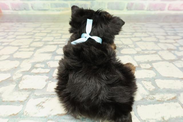 茨城県のヨークシャーテリア (Coo&RIKU日立店/2026年2月9日生まれ/男の子/スチールブルータン)の子犬の4枚目の画像