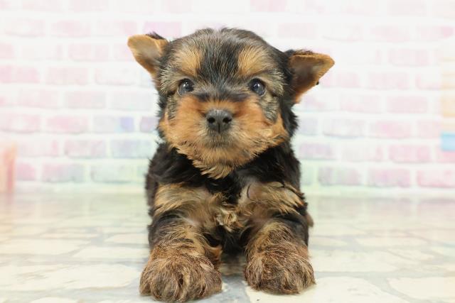 福島県のヨークシャーテリア (Coo&RIKU会津若松店/2026年2月9日生まれ/男の子/スチールブルータン)の子犬の1枚目の画像