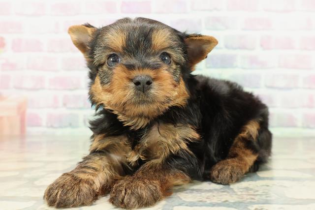 福島県のヨークシャーテリア (Coo&RIKU会津若松店/2026年2月9日生まれ/男の子/スチールブルータン)の子犬の2枚目の画像