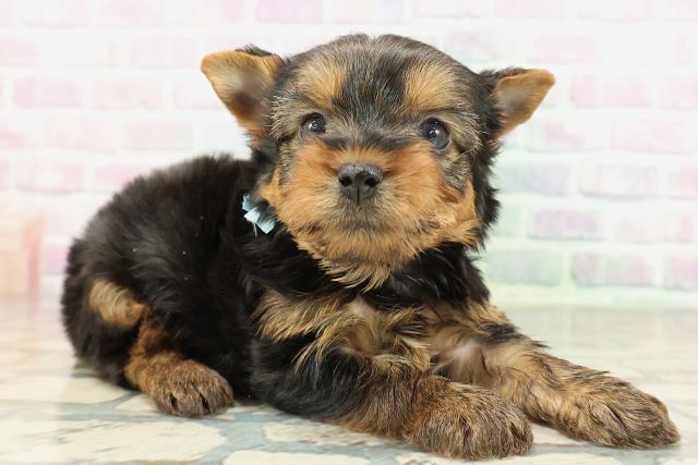 福島県のヨークシャーテリア (Coo&RIKU会津若松店/2026年2月9日生まれ/男の子/スチールブルータン)の子犬の3枚目の画像