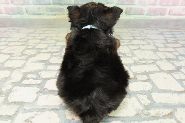 福島県のヨークシャーテリア (Coo&RIKU会津若松店/2026年2月9日生まれ/男の子/スチールブルータン)の子犬の4枚目の画像