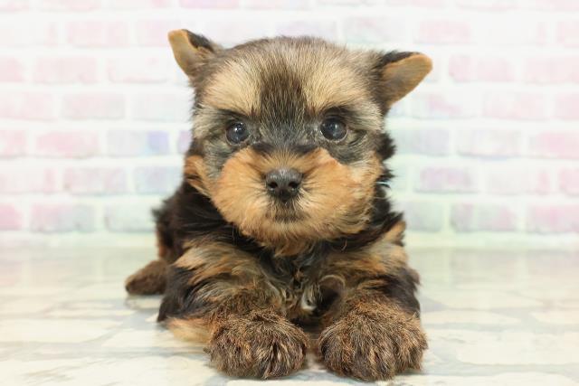 東京都のヨークシャーテリア (Coo&RIKU中野サンモール店/2026年2月9日生まれ/女の子/スチールブルータン)の子犬