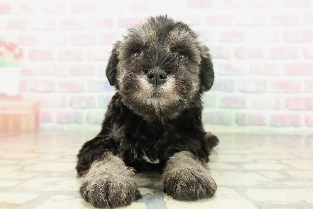 北海道のミニチュアシュナウザー (Coo&RIKU函館店/2026年2月9日生まれ/女の子/ソルトペッパー)の子犬