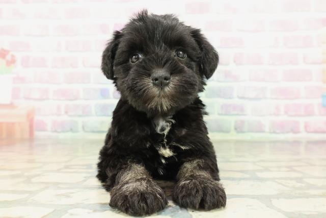 北海道のミニチュアシュナウザー (Coo&RIKU北見店/2026年2月9日生まれ/女の子/ブラックシルバー)の子犬