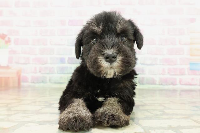 北海道のミニチュアシュナウザー (Coo&RIKU帯広店/2026年2月9日生まれ/男の子/ブラックシルバー)の子犬