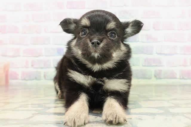 北海道のチワワ(ロング) (Coo&RIKU北見店/2026年2月10日生まれ/女の子/ブラックタン)の子犬