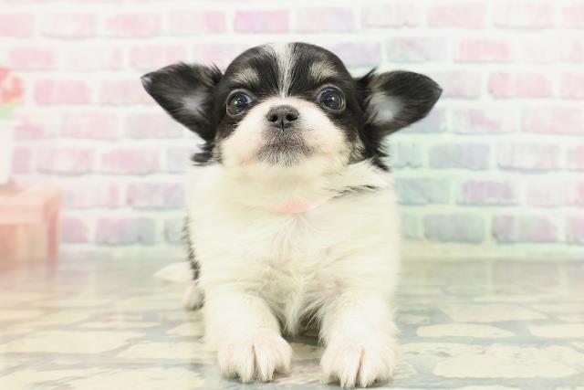 チワワ（ロングコート）