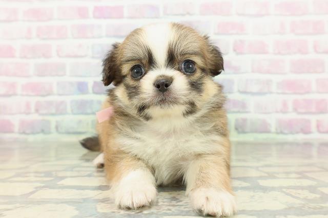 栃木県のチワペキ/ペキチー/ペキチワ(チワワ×ペキニーズ) (Coo&RIKU宇都宮店/2026年2月10日生まれ/女の子/レッドホワイト)の子犬の1枚目の画像