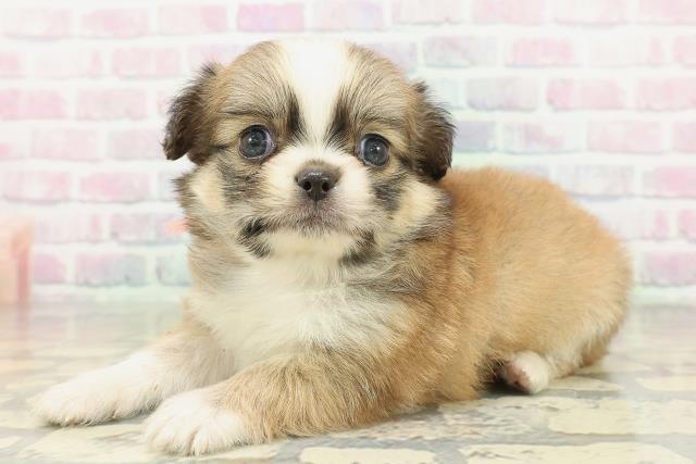 栃木県のチワペキ/ペキチー/ペキチワ(チワワ×ペキニーズ) (Coo&RIKU宇都宮店/2026年2月10日生まれ/女の子/レッドホワイト)の子犬の2枚目の画像