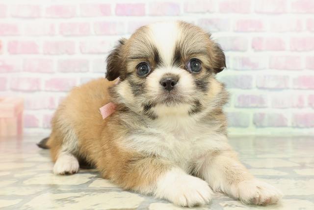 栃木県のチワペキ/ペキチー/ペキチワ(チワワ×ペキニーズ) (Coo&RIKU宇都宮店/2026年2月10日生まれ/女の子/レッドホワイト)の子犬の3枚目の画像