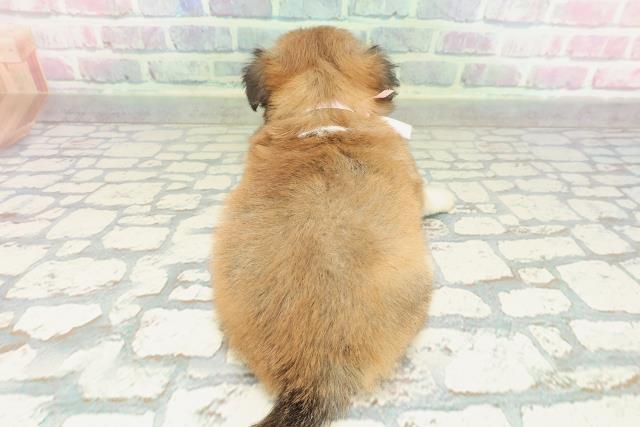 栃木県のチワペキ/ペキチー/ペキチワ(チワワ×ペキニーズ) (Coo&RIKU宇都宮店/2026年2月10日生まれ/女の子/レッドホワイト)の子犬の4枚目の画像