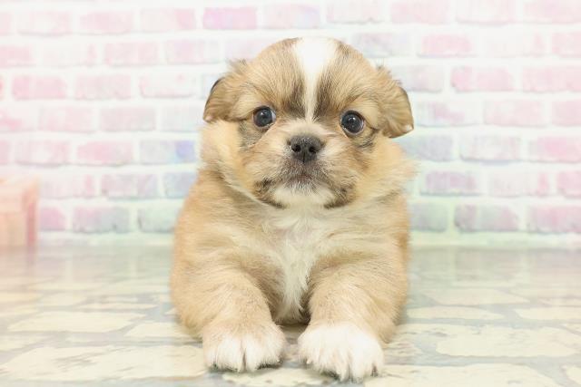 茨城県のチワペキ/ペキチー/ペキチワ(チワワ×ペキニーズ) (Coo&RIKU水戸店/2026年2月10日生まれ/男の子/レッドホワイト)の子犬の1枚目の画像