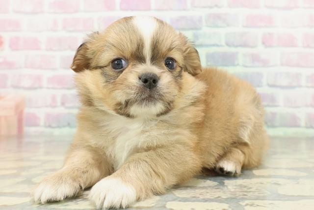 茨城県のチワペキ/ペキチー/ペキチワ(チワワ×ペキニーズ) (Coo&RIKU水戸店/2026年2月10日生まれ/男の子/レッドホワイト)の子犬の2枚目の画像