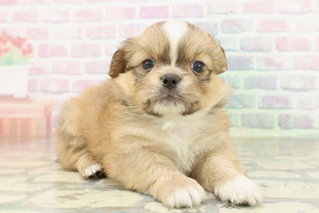 茨城県のチワペキ/ペキチー/ペキチワ(チワワ×ペキニーズ) (Coo&RIKU水戸店/2026年2月10日生まれ/男の子/レッドホワイト)の子犬の3枚目の画像