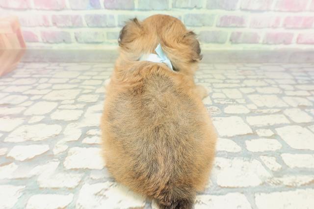 茨城県のチワペキ/ペキチー/ペキチワ(チワワ×ペキニーズ) (Coo&RIKU水戸店/2026年2月10日生まれ/男の子/レッドホワイト)の子犬の4枚目の画像