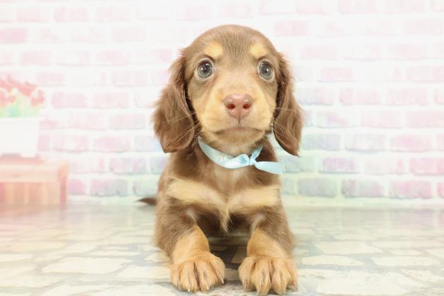 沖縄県のカニンヘンダックスフンド(ロング) (Coo&RIKUイオン北谷店/2026年2月3日生まれ/男の子/チョコレートタン)の子犬の1枚目の画像