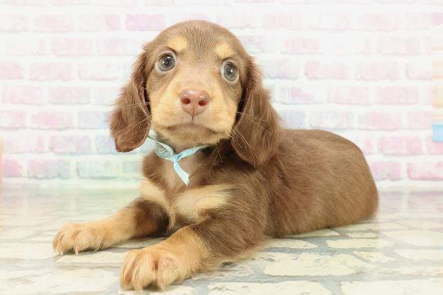 沖縄県のカニンヘンダックスフンド(ロング) (Coo&RIKUイオン北谷店/2026年2月3日生まれ/男の子/チョコレートタン)の子犬の2枚目の画像