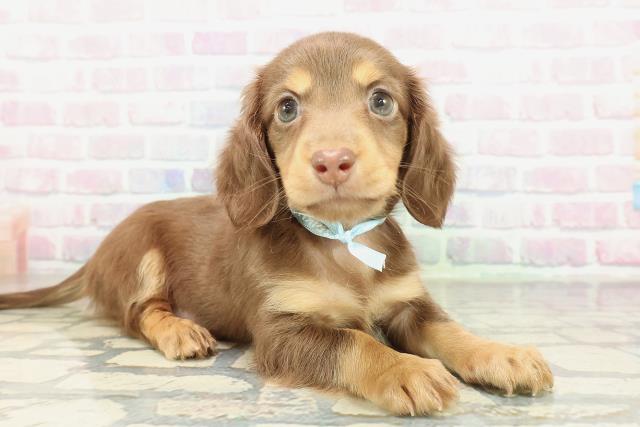 沖縄県のカニンヘンダックスフンド(ロング) (Coo&RIKUイオン北谷店/2026年2月3日生まれ/男の子/チョコレートタン)の子犬の3枚目の画像