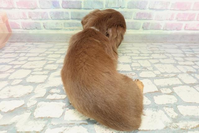 沖縄県のカニンヘンダックスフンド(ロング) (Coo&RIKUイオン北谷店/2026年2月3日生まれ/男の子/チョコレートタン)の子犬の4枚目の画像