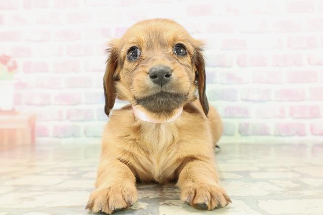 千葉県のミニチュアダックスフンド(ロング) (Coo&RIKU木更津店/2026年2月9日生まれ/女の子/レッド)の子犬