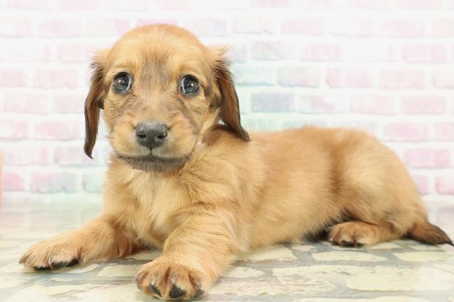 千葉県のミニチュアダックスフンド(ロング) (Coo&RIKU木更津店/2026年2月9日生まれ/女の子/レッド)の子犬の2枚目の画像