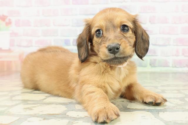 千葉県のミニチュアダックスフンド(ロング) (Coo&RIKU木更津店/2026年2月9日生まれ/女の子/レッド)の子犬の3枚目の画像