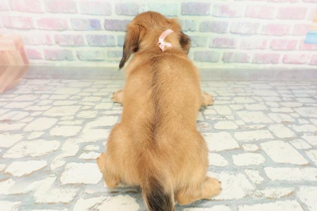 千葉県のミニチュアダックスフンド(ロング) (Coo&RIKU木更津店/2026年2月9日生まれ/女の子/レッド)の子犬の4枚目の画像