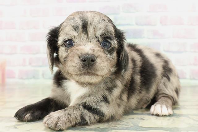 埼玉県のチワックス(チワワ×ダックス) (Coo&RIKU桶川店/2026年2月10日生まれ/女の子/シルバーダップル)の子犬の2枚目の画像