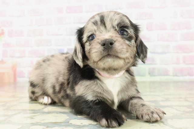 埼玉県のチワックス(チワワ×ダックス) (Coo&RIKU桶川店/2026年2月10日生まれ/女の子/シルバーダップル)の子犬の3枚目の画像