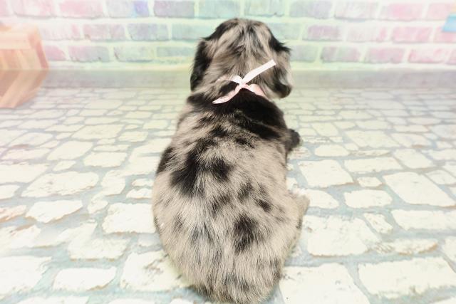 埼玉県のチワックス(チワワ×ダックス) (Coo&RIKU桶川店/2026年2月10日生まれ/女の子/シルバーダップル)の子犬の4枚目の画像