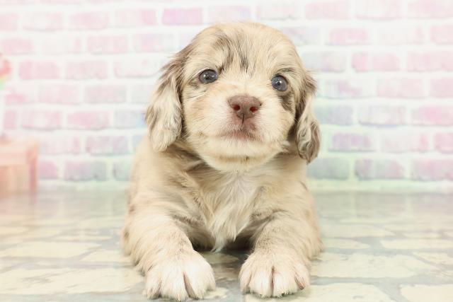 東京都のチワックス(チワワ×ダックス) (Coo&RIKU吉祥寺店/2026年2月10日生まれ/男の子/チョコレートダップル)の子犬の1枚目の画像