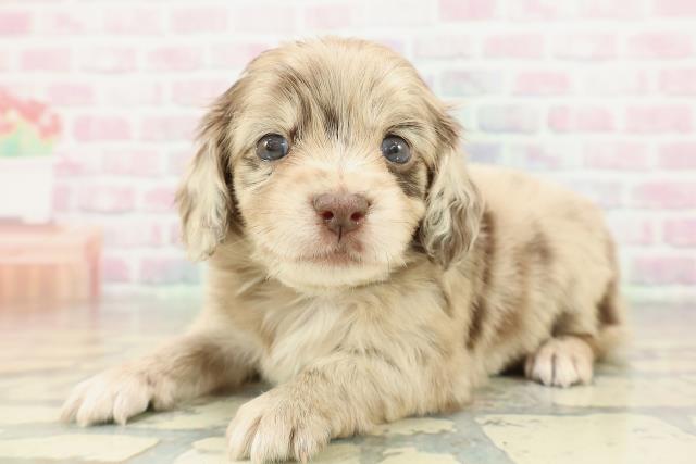 東京都のチワックス(チワワ×ダックス) (Coo&RIKU吉祥寺店/2026年2月10日生まれ/男の子/チョコレートダップル)の子犬の2枚目の画像